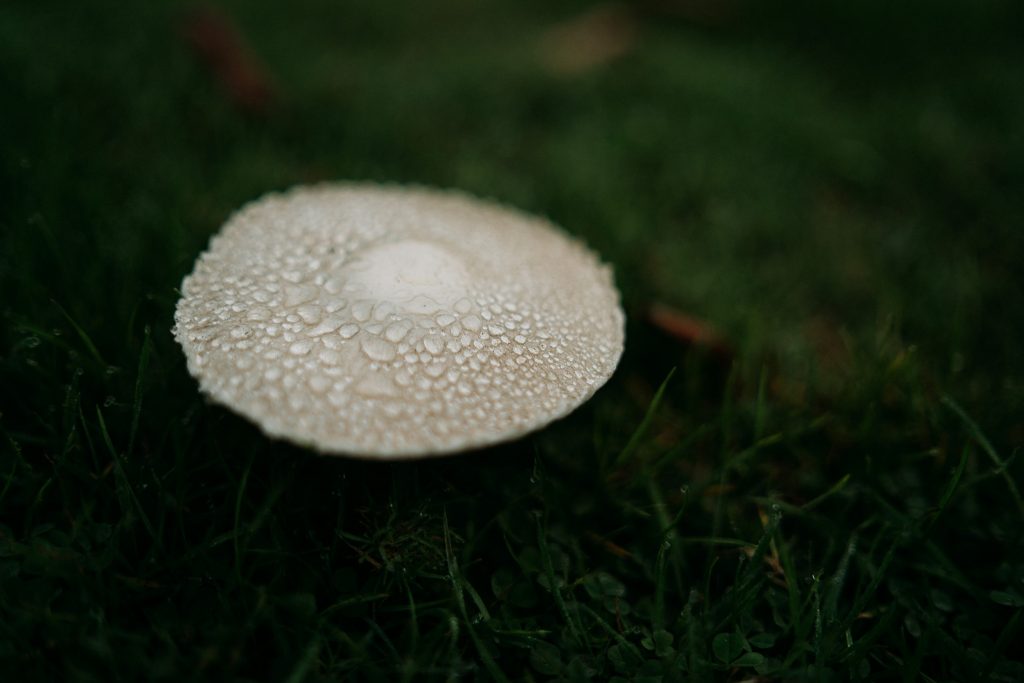 Hereford Barn Wedding Venue Nature Mushroom